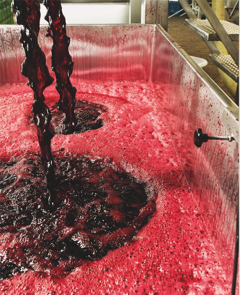 Aronia – die Beere mit herbem Charme