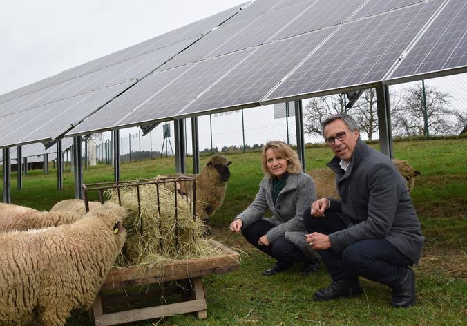 Photovoltaik, klug genutzt: Wenn Schafe und Sonne Grünlandfläche gemeinschaftlich nutzen