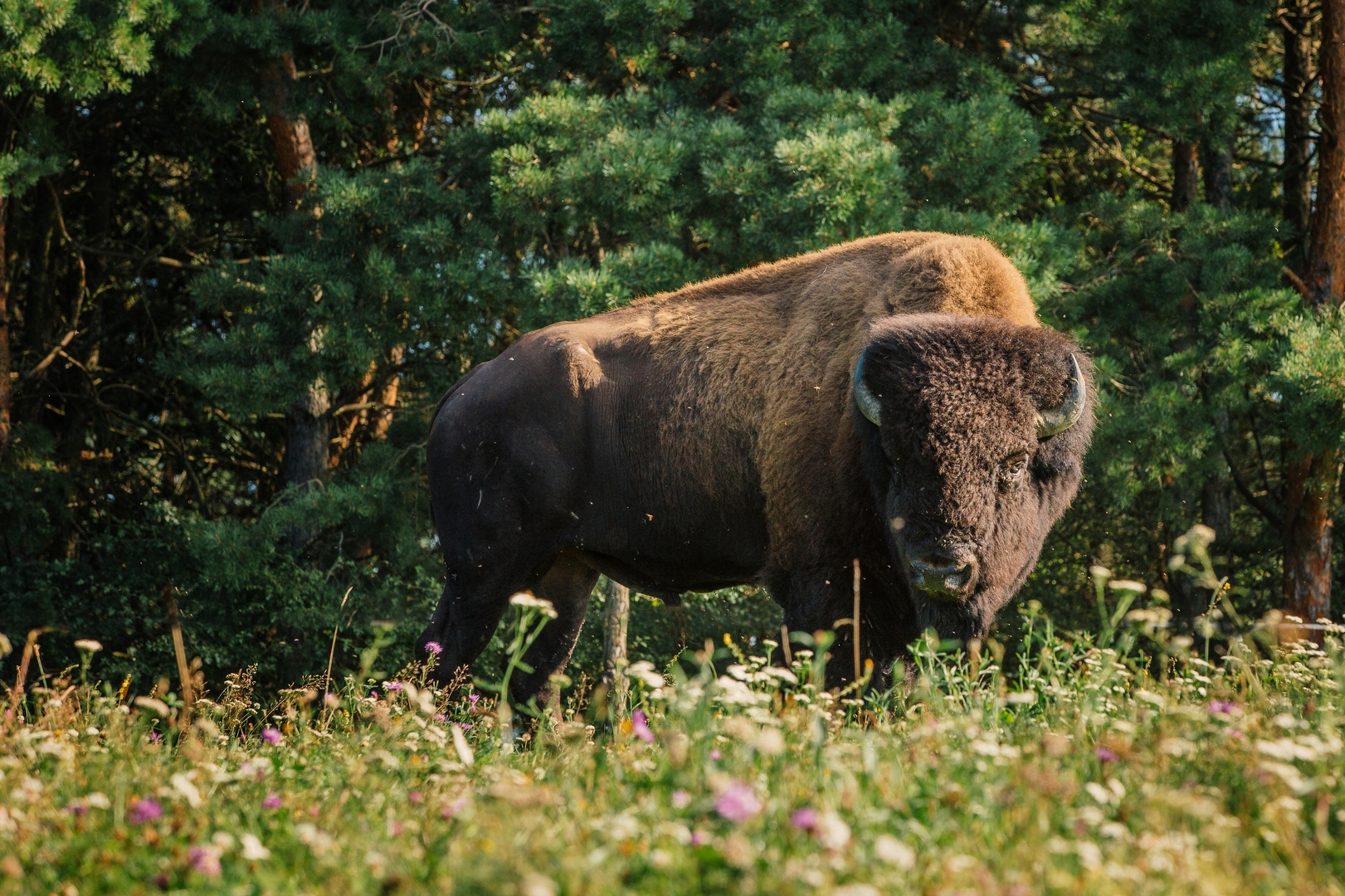 Der „Bisoness-Plan“ von Eibiswald