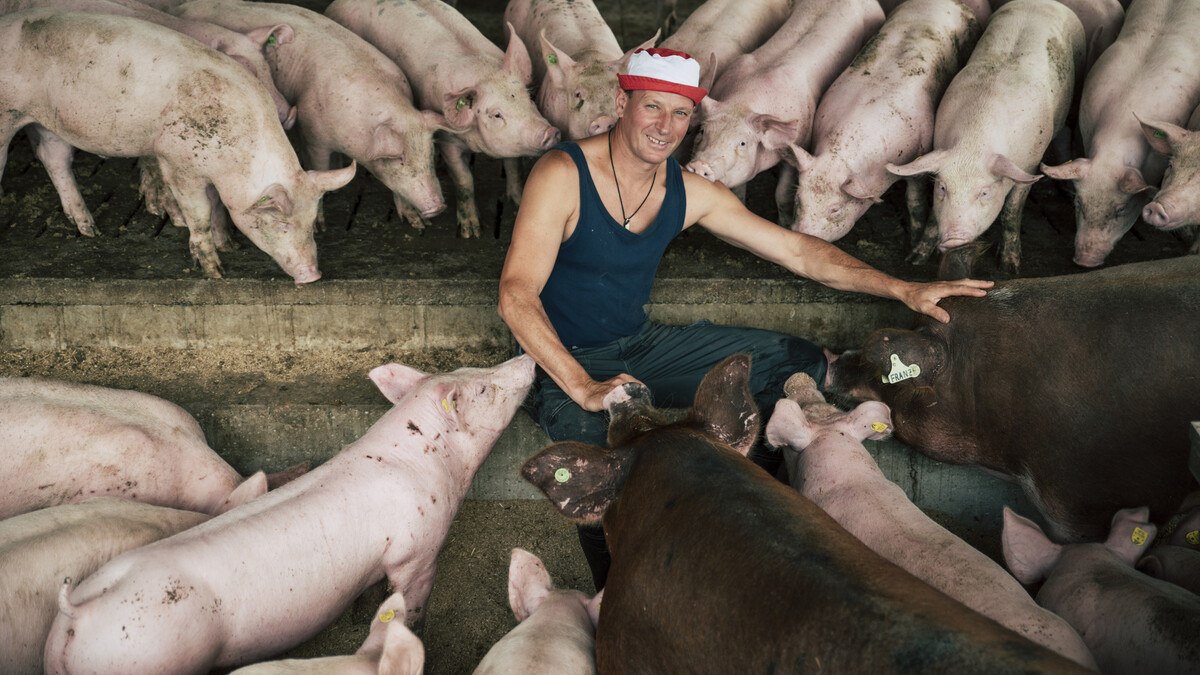 Vulcano Schweine sind garantiert gentechnikfrei