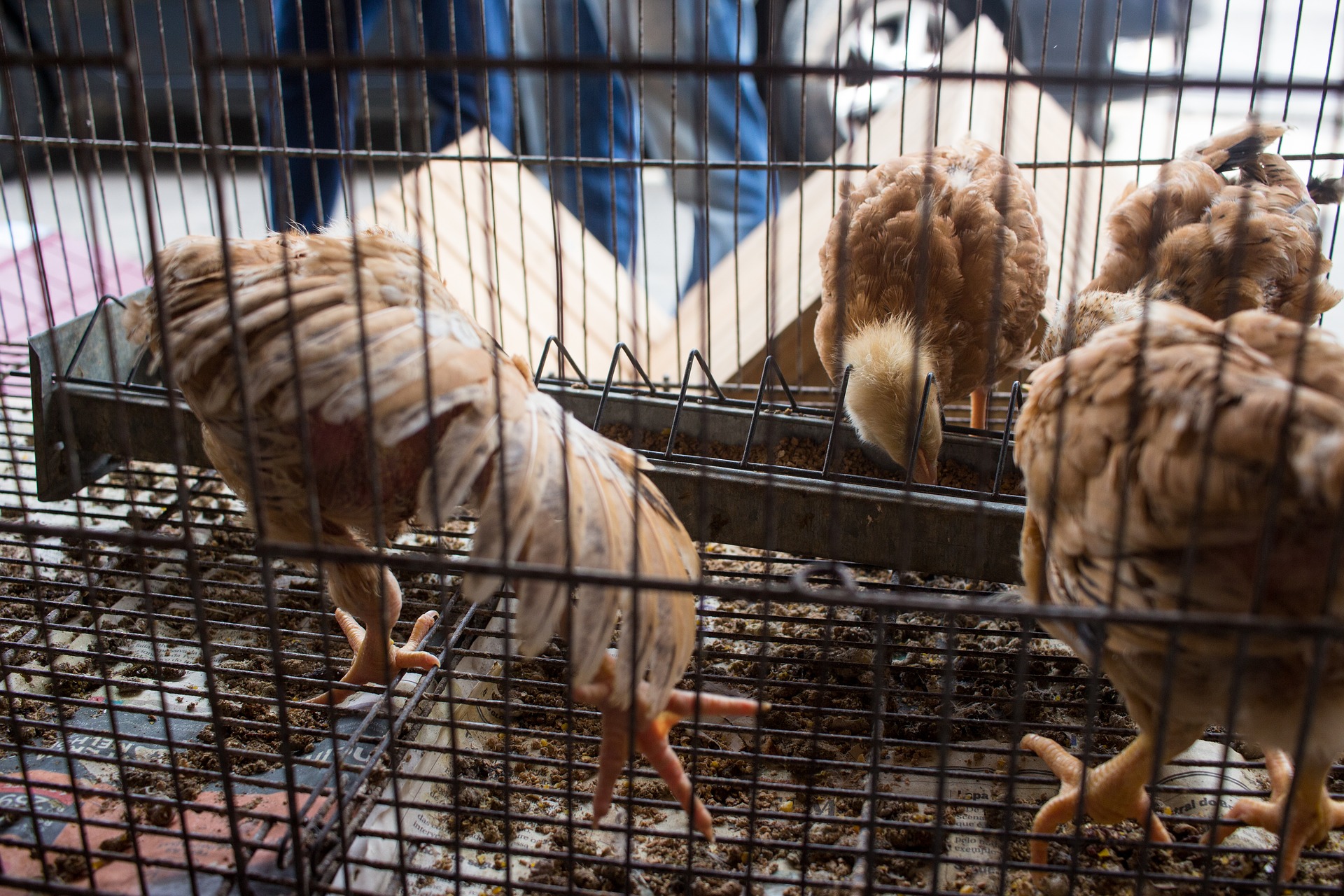 Schmiedtbauer/Bernhuber: Schluss mit der Käfighaltung bei Geflügel