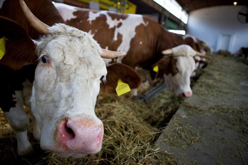 Österreichs Rinderbestände weiter knapp unter der 2-Millionen-Marke
