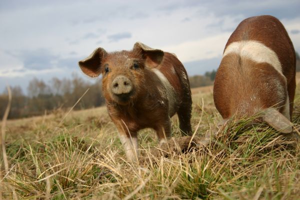 Nationalrat setzt EU-Vorgaben zu Kontrollen in Schlachthäusern um 