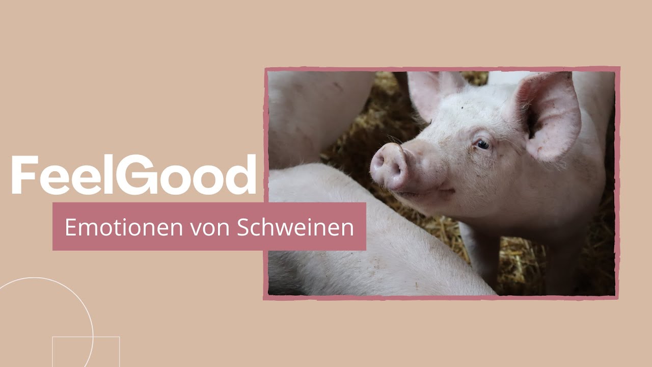 Wie erkennt man glückliche Schweine?
