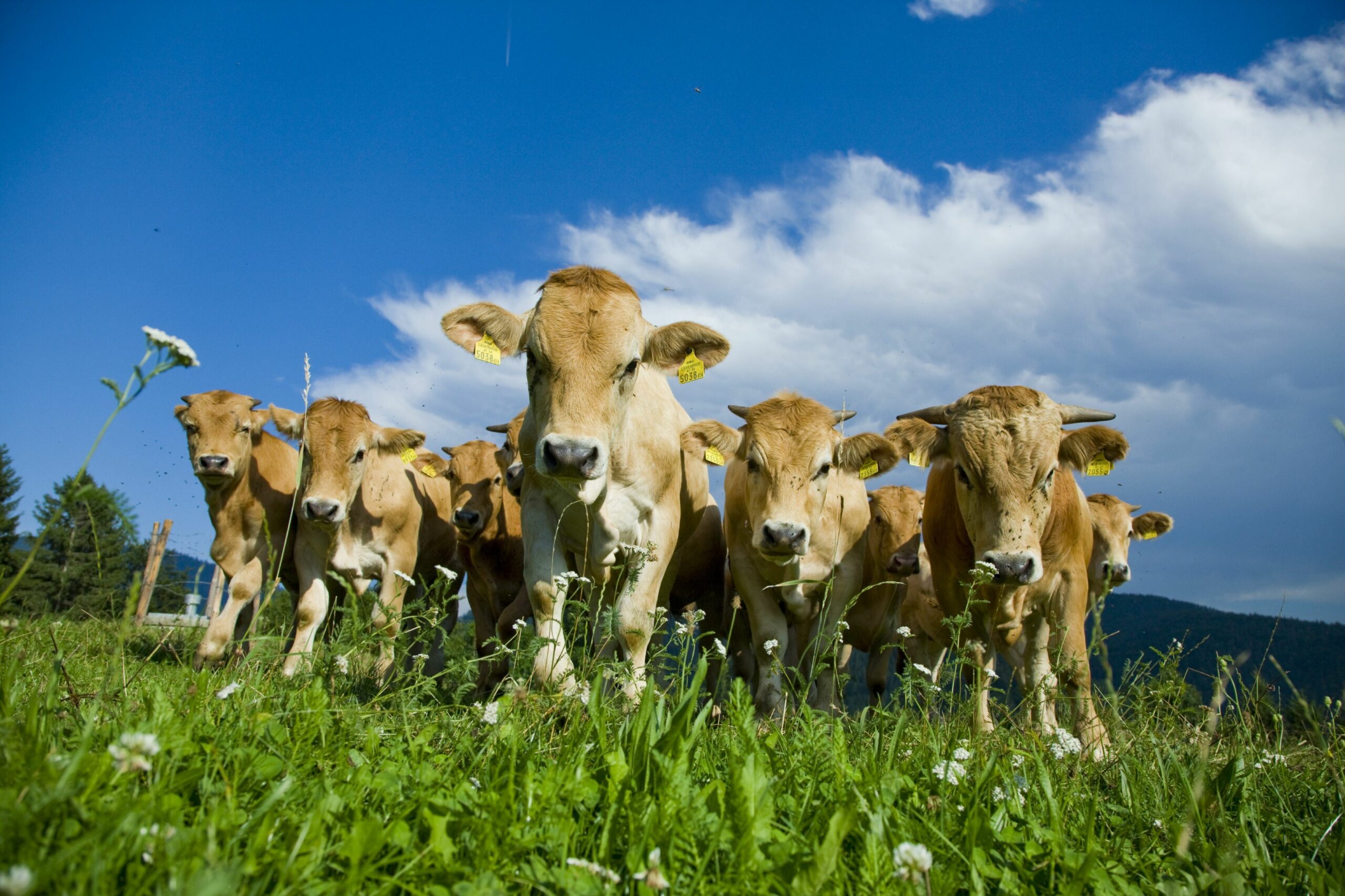 Landwirtschaftskammer Tirol schreibt erstmals Tierwohlpreis aus