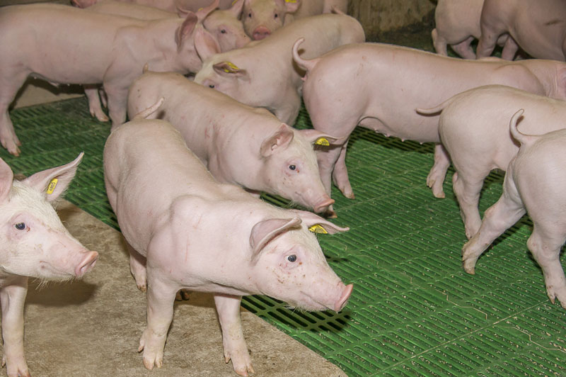 AMA-Fleisch im Gastro-Großhandel