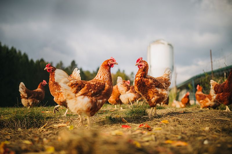 Rewe: Gockelaufzucht statt Kükentötung