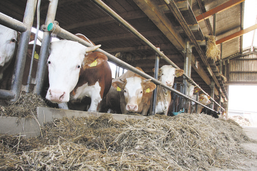 Tierwohlpakt bestätigt heimische Rinderzucht