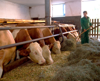 AMA Tierwohl-Programm bald auch für Rinder