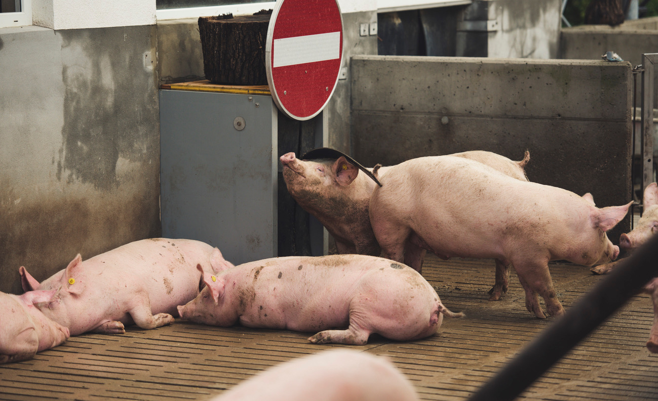 Neue Sortierschleuse bei Vulcano