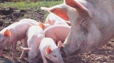 Schweinebranche entwickelt sich zu langsam