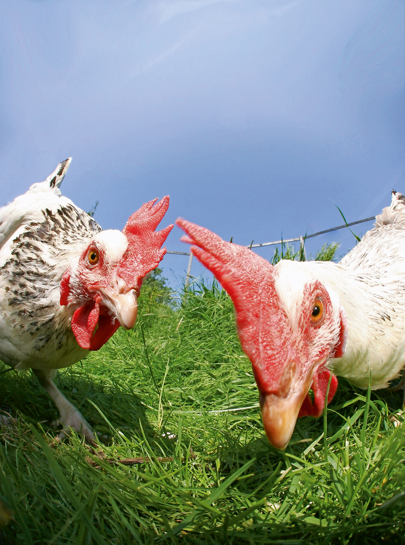 Her mit dem Federvieh