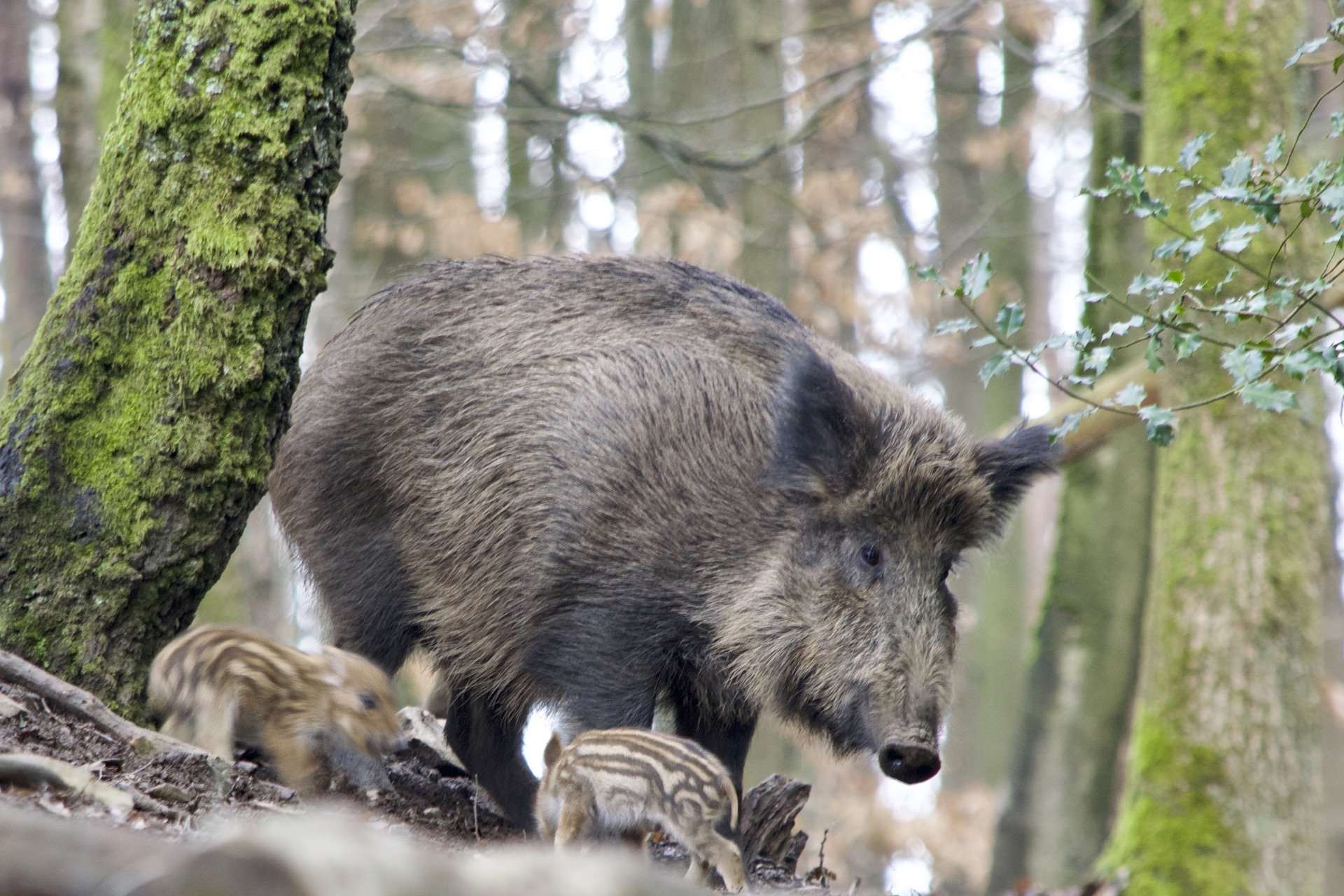Afrikanische Schweinepest: Aktuelle Seuchenlage und Präventivmaßnahmen im Burgenland