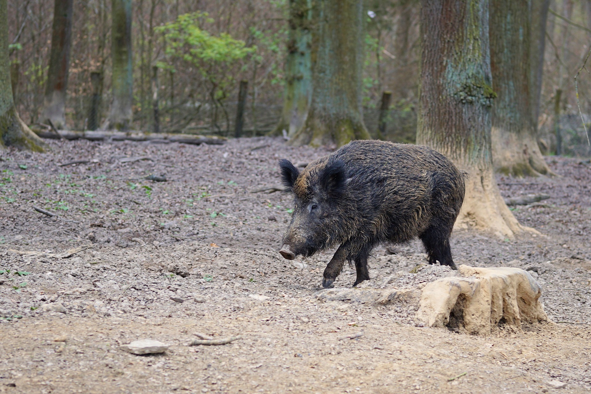 Schweinepest bei Wildschweinen breitet sich weiter aus