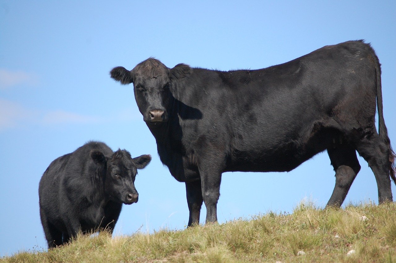 Argentinien beschließt Exportverbot für Rindfleisch
