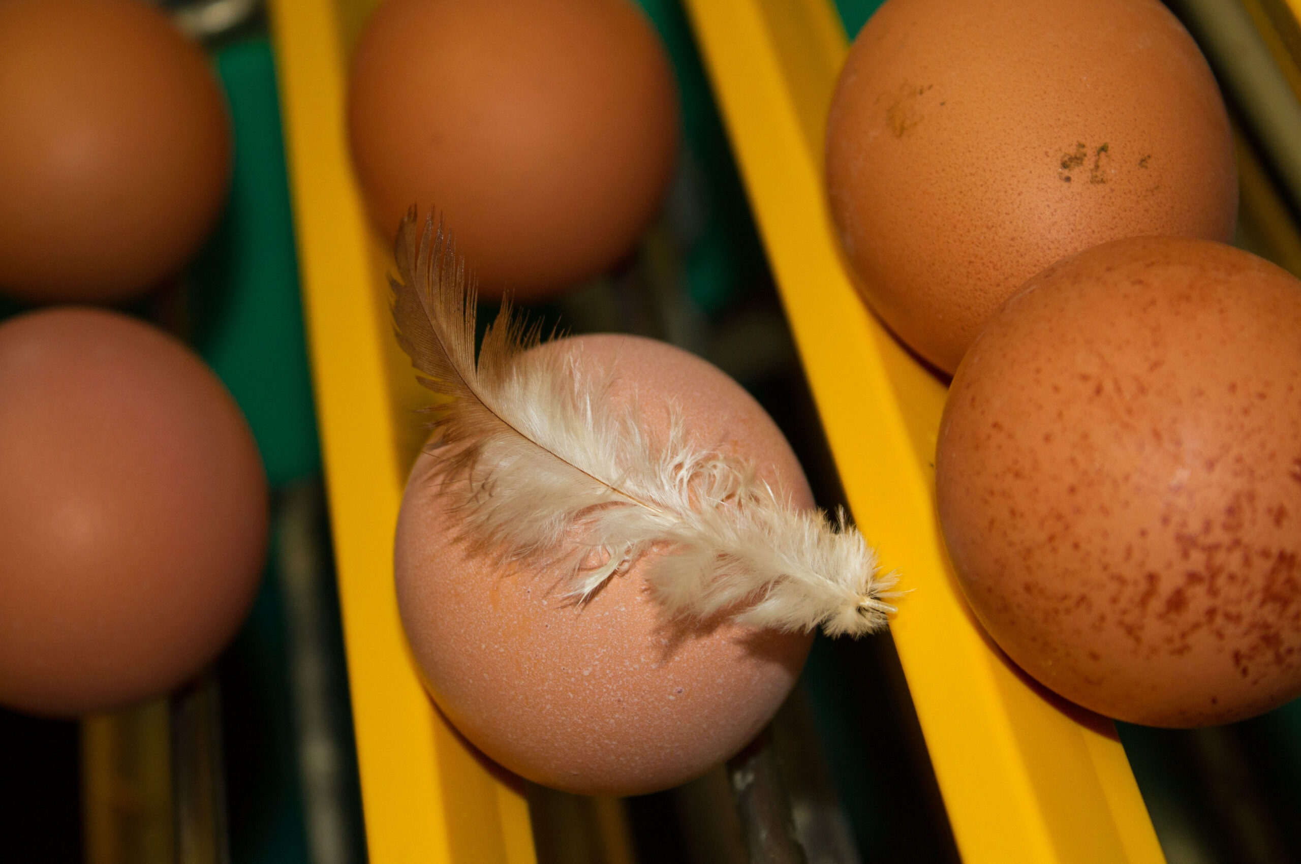 Keine Kennzeichnung bei verarbeiteten Eiern