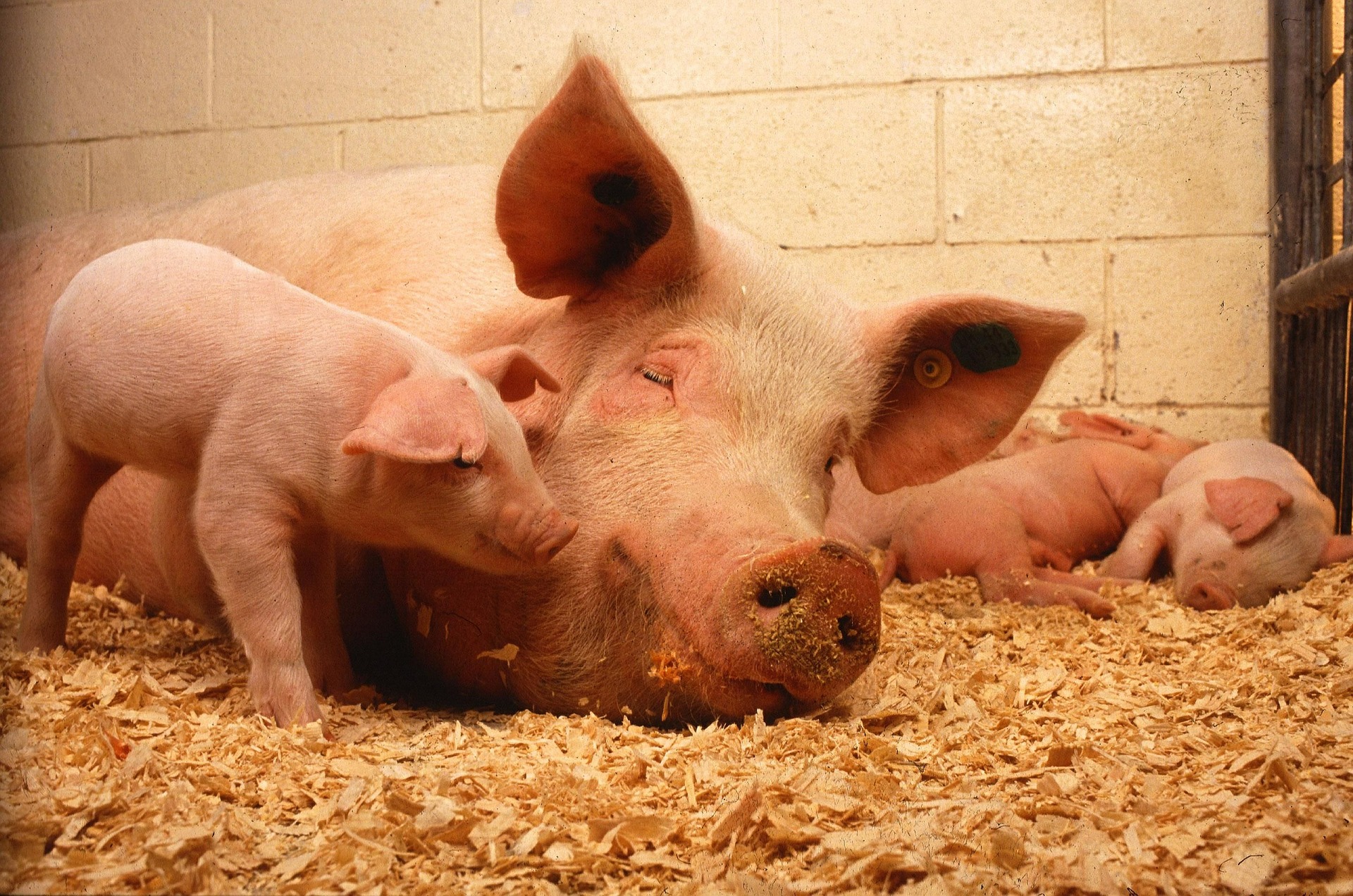 Schweinezucht österreichweit neu aufgestellt