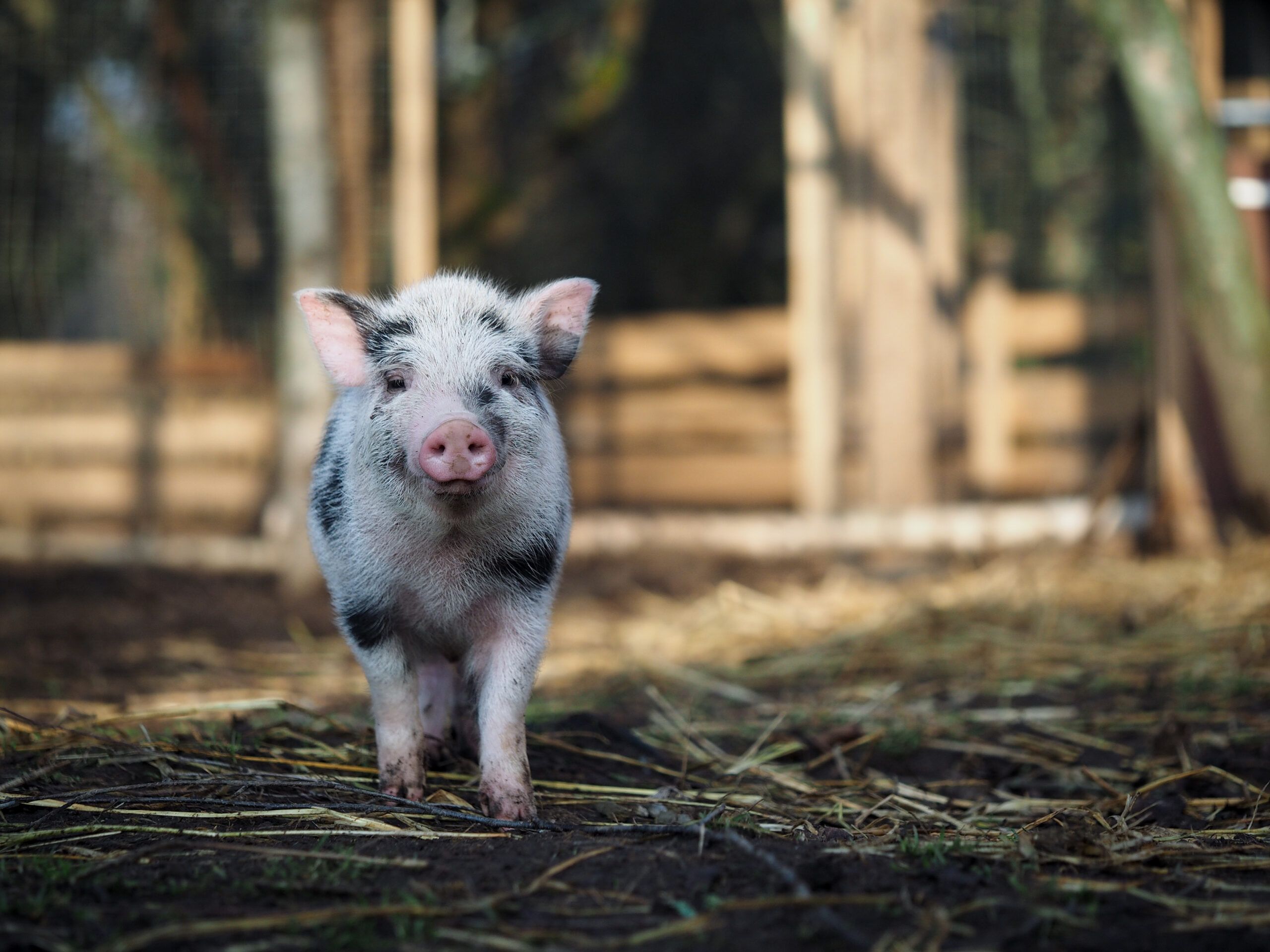 Schwein gehabt!