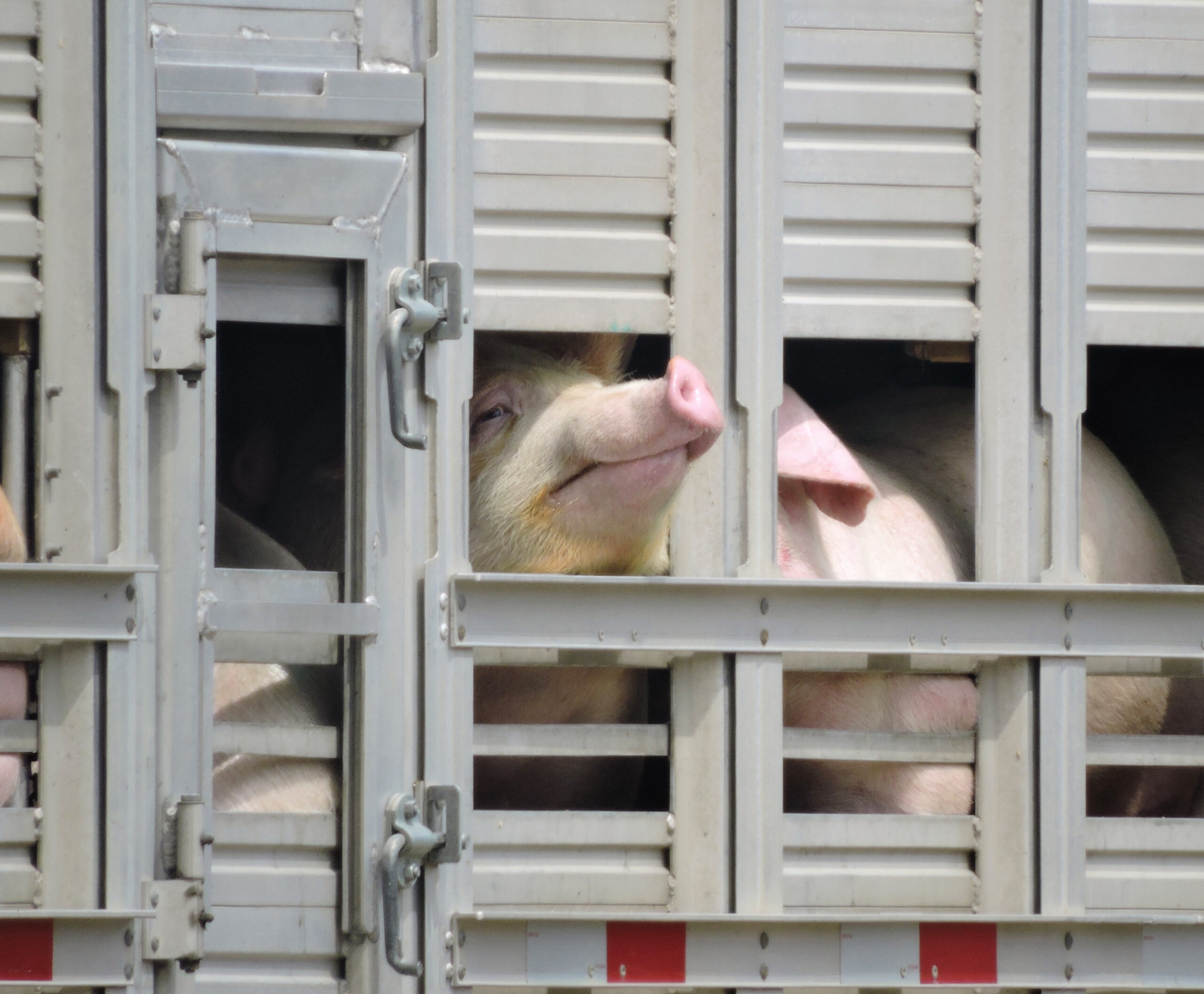 In Brüssel vorgestellt: Reform der EU-Tiertransport-Vorschriften