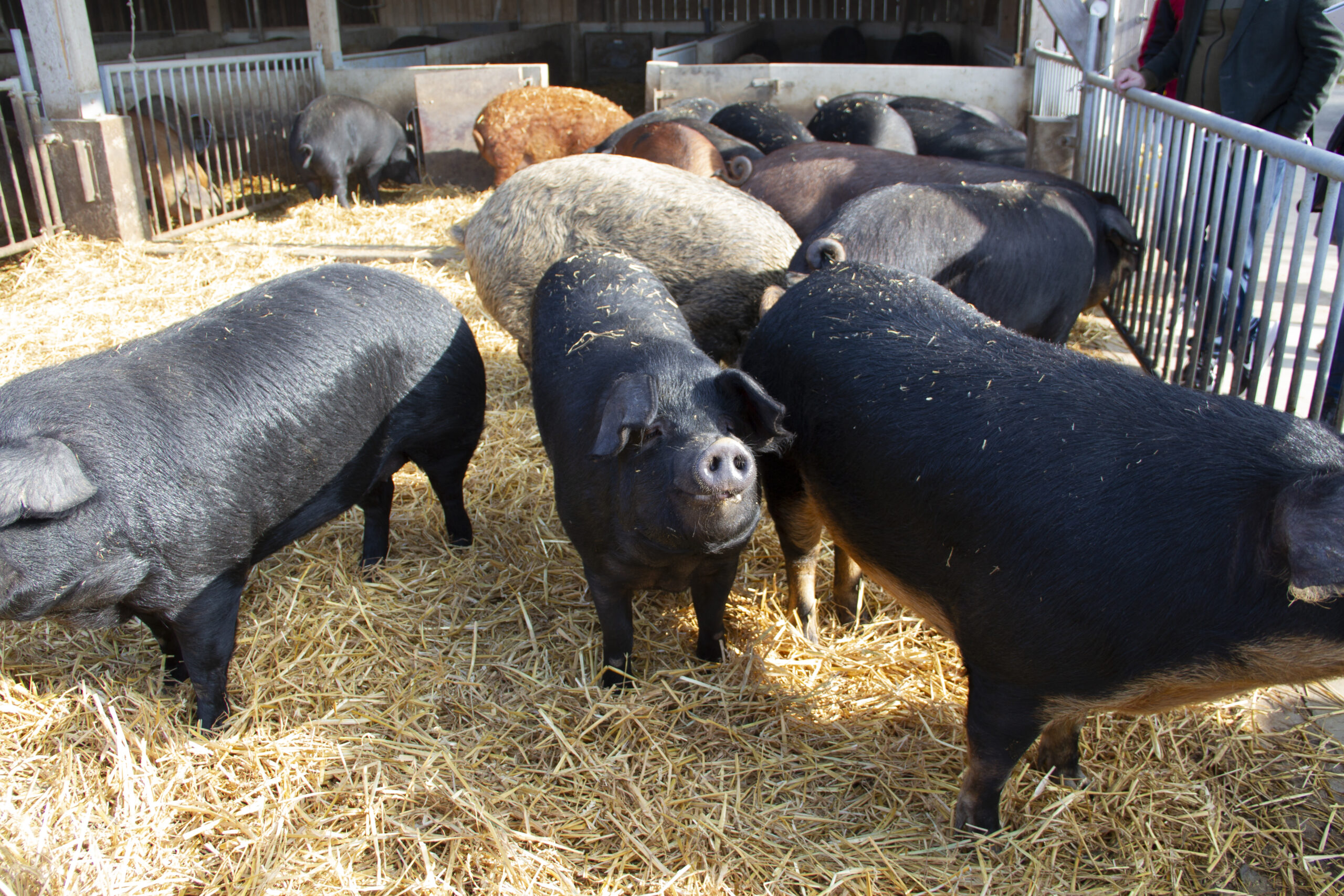 20 Mio. Euro für Unterstützung der Schweinehalter in Krisenzeiten