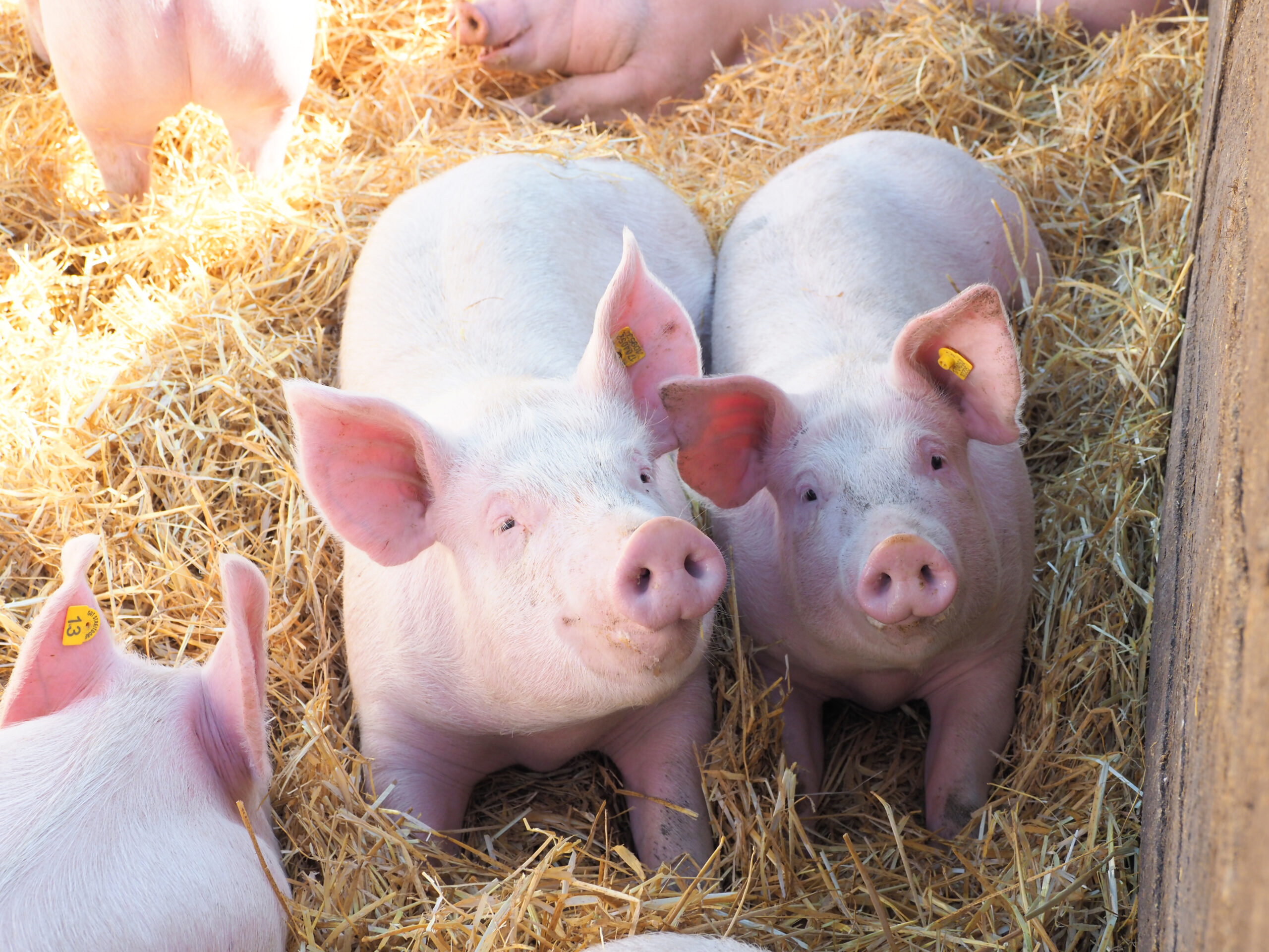 f.eh-Kampagne zu Fleisch: besser gut  statt viel 