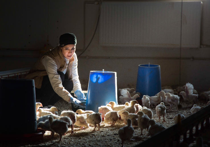 Der gläserne Stall bei Familie Posch
