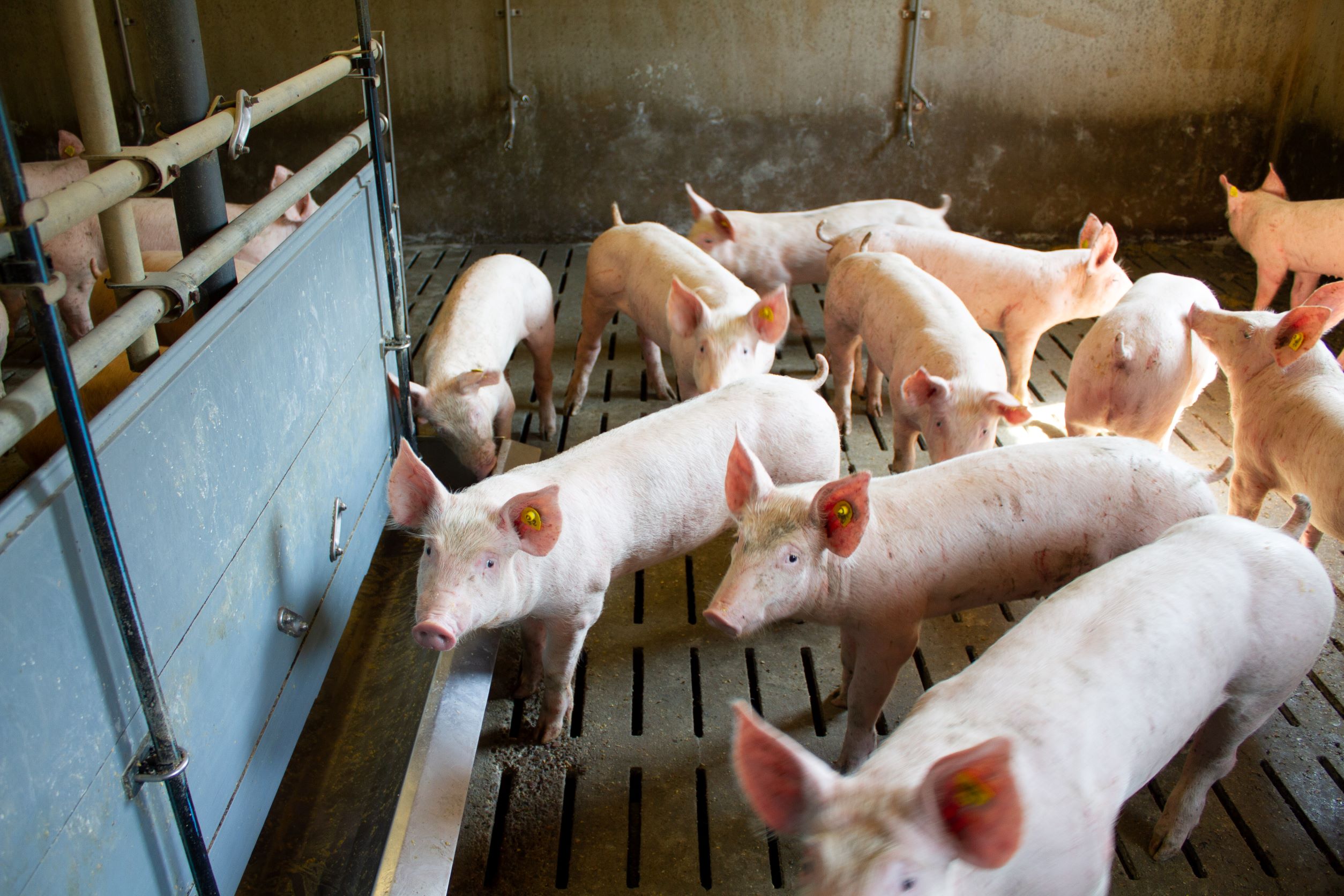 VfGH kippt Übergangsfrist für Vollspaltenböden in der Schweinezucht