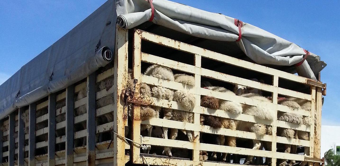 Volksbegehren „Stoppt Lebendtiertransporte“ startet am 2. Mai 2022