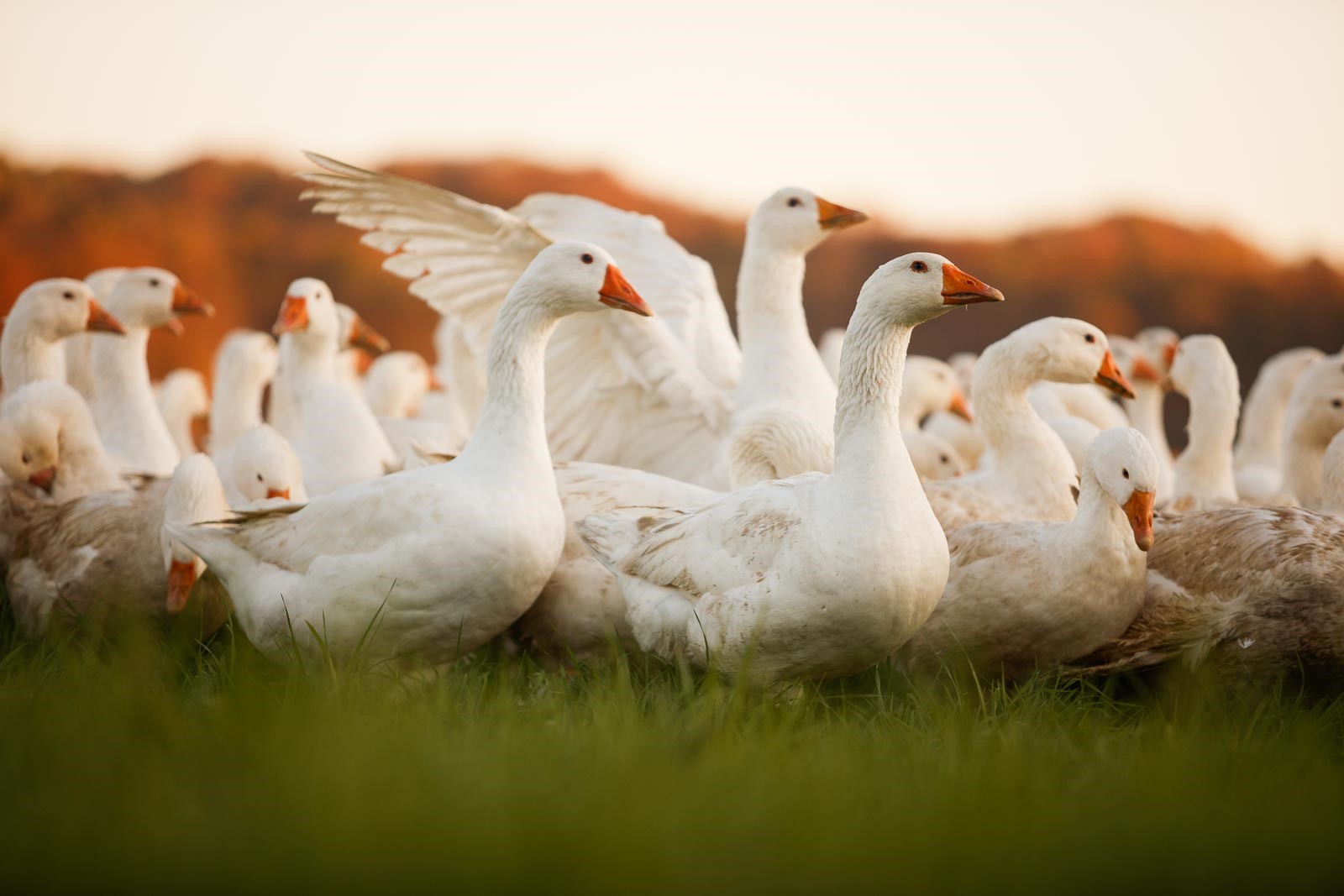 Heimische Gänsehaltung: Regionalität und Tierwohl