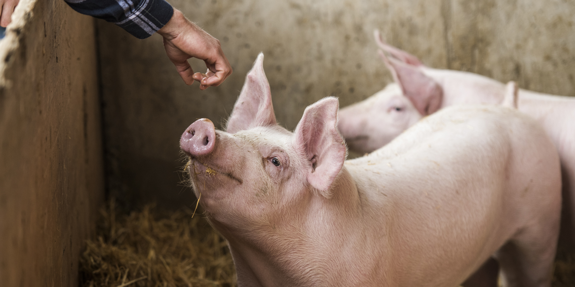 BILLA fordert Systemänderung von heimischer Nutztierhaltung
