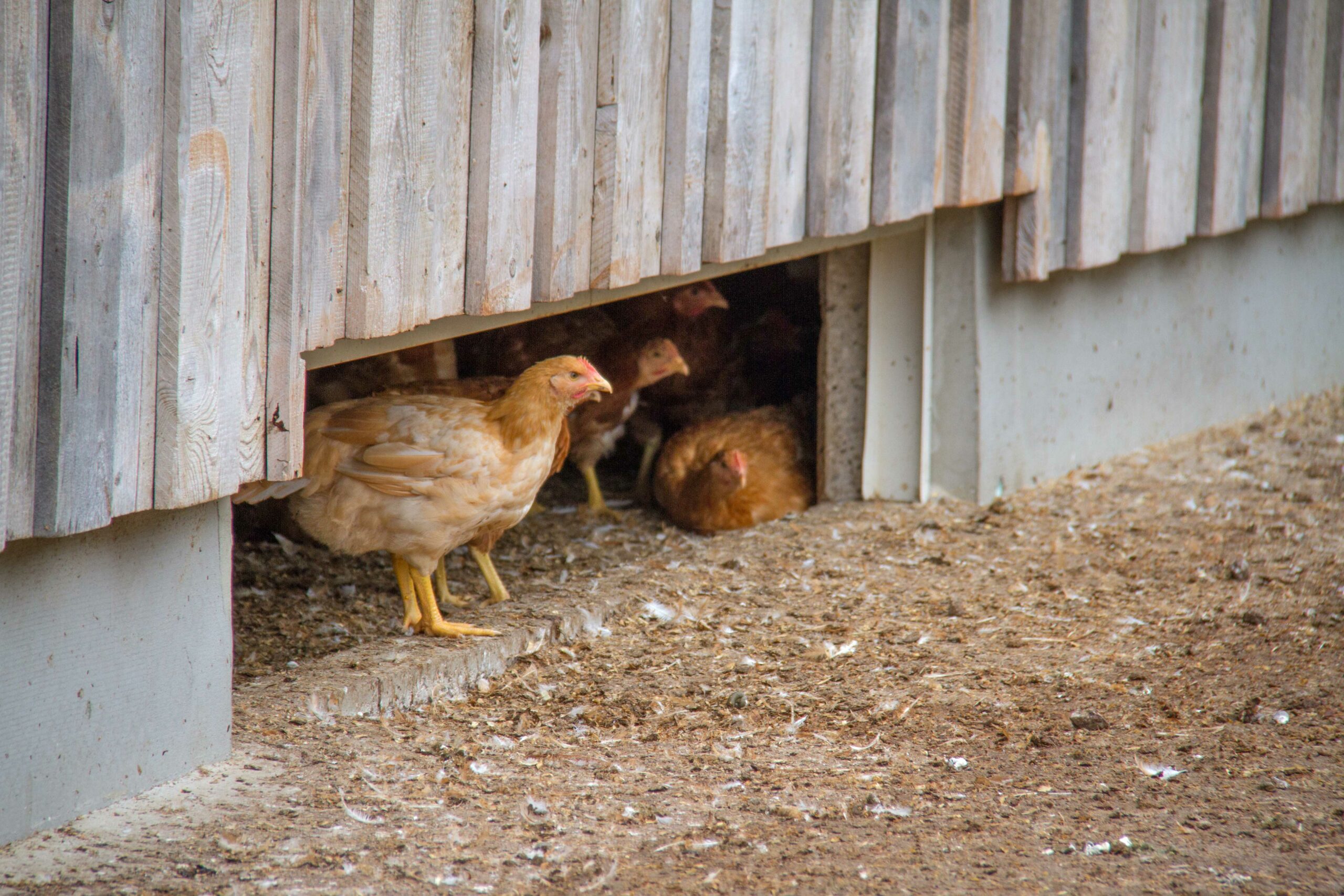 Tag des Geflügels: Hühnerfleisch wird immer beliebter