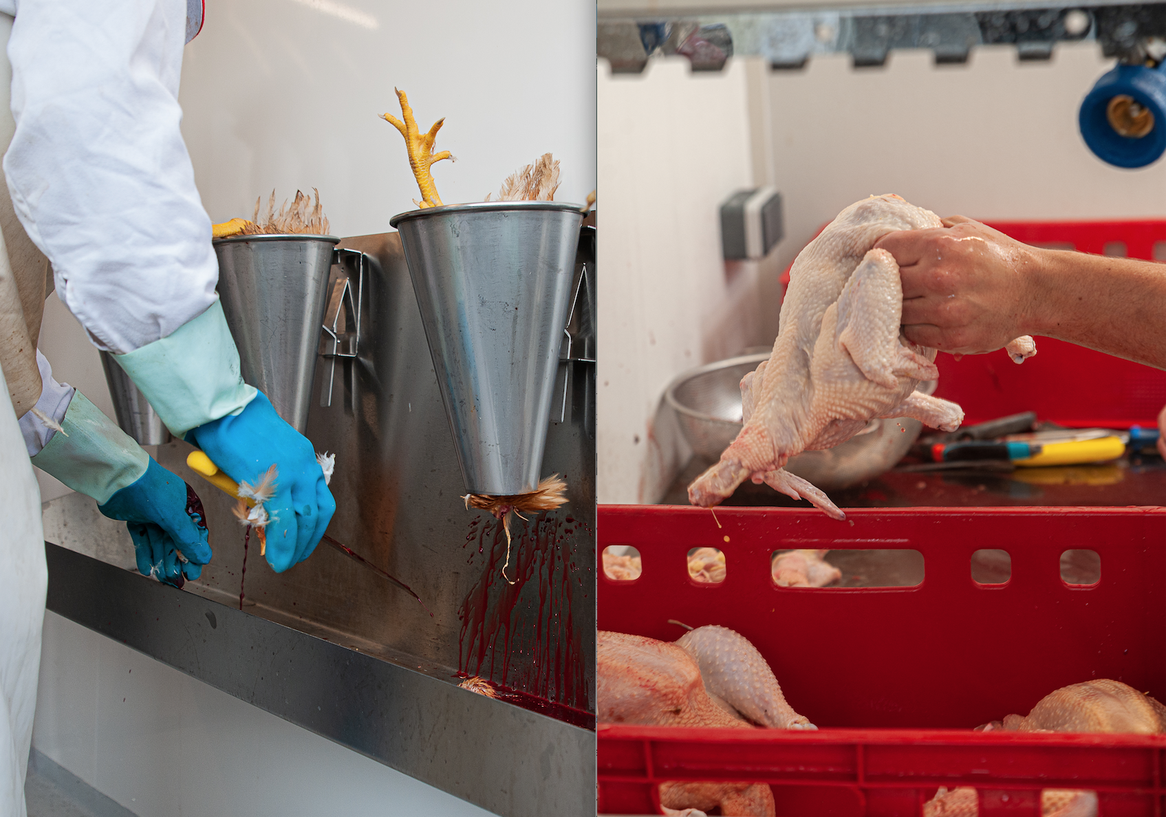 Die EU-Zulassung für die mobile Schlachtung: Sinnvoll & Möglich?