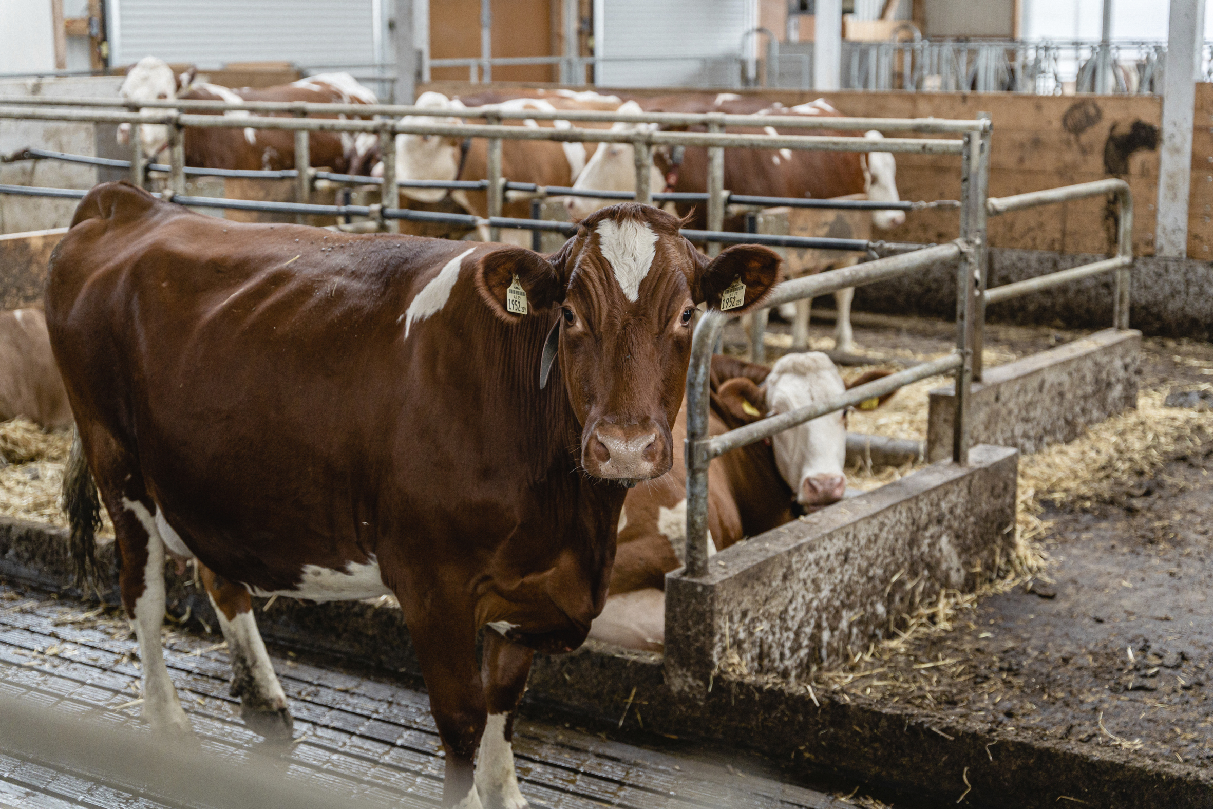 Ab 2024: Mehr Bewegungsfreiheit für Milchkühe im AMA Gütesiegel