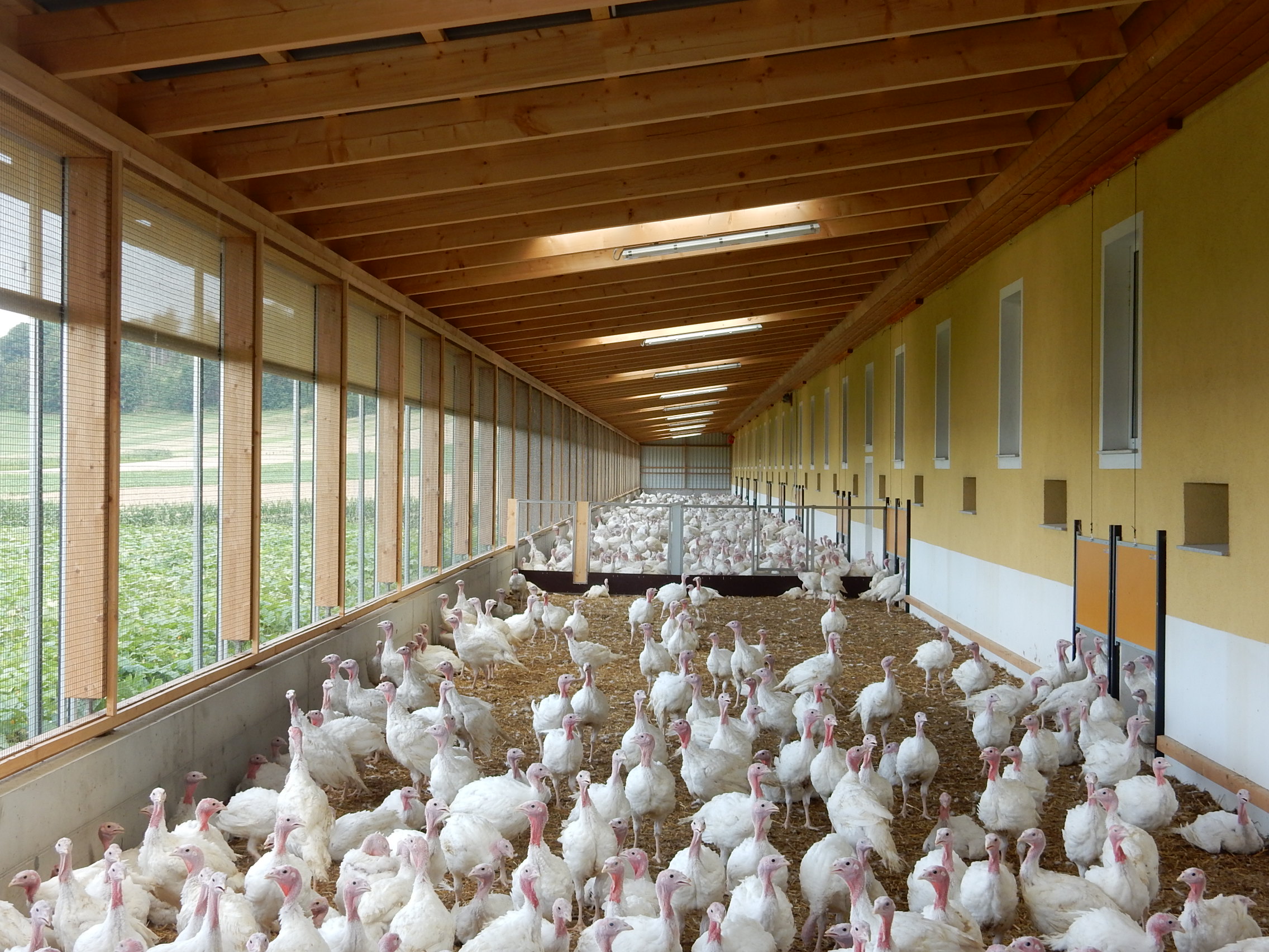 Was ist das Gute an der guten AMA-Pute?