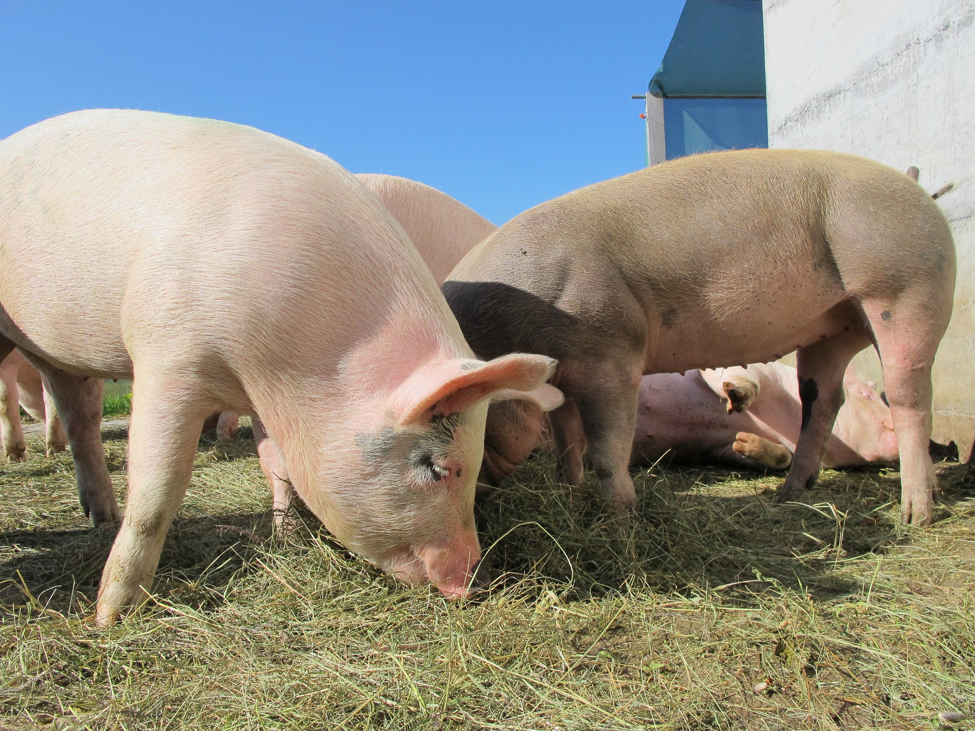 Schweinebauern-Verband: Tierwohl-Paket der Regierung ist umsetzbar