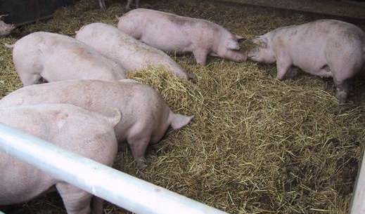 Rinderzahl in Österreich marginal gesunken, Schweinebestand deutlich rückläufig