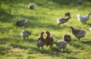 Die Bio-Hühner wachsen artgerecht auf zertifizierten Bio-Bauernhöfen mit viel Auslauf auf. © Beigestellt