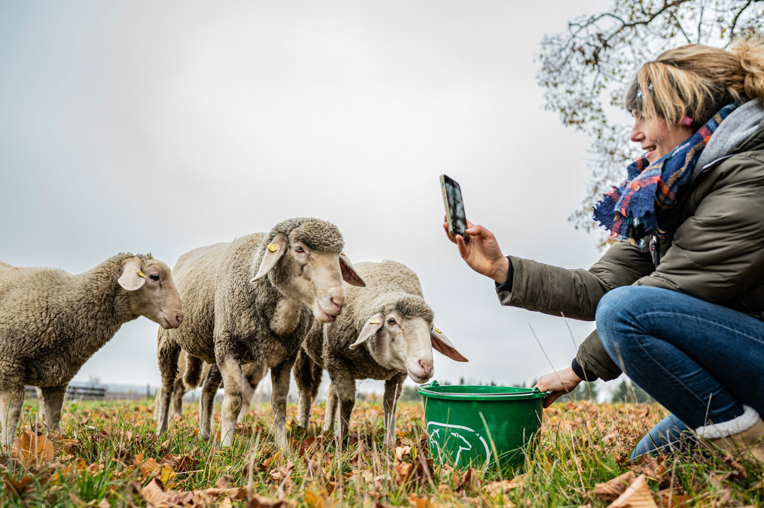 Österreichische Viehworld Viehversteigerungs-App  jetzt auch in Deutschland