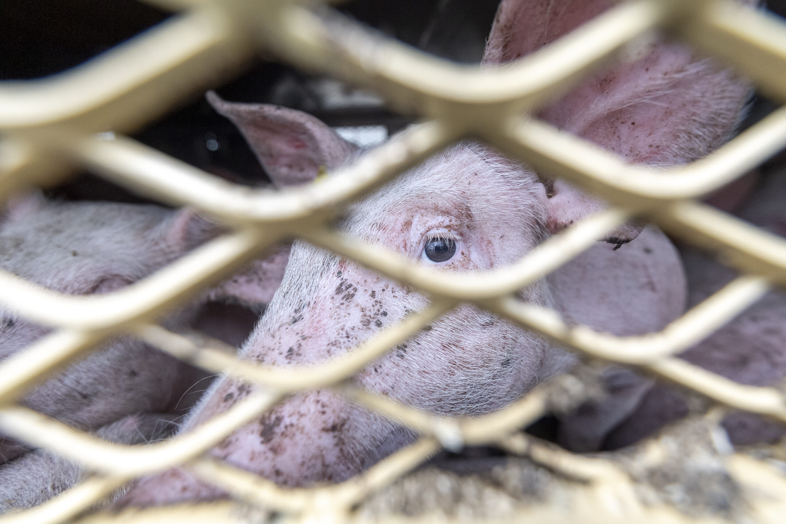 Mehrheit der österreichischen Bevölkerung lehnt Tiertransporte ab