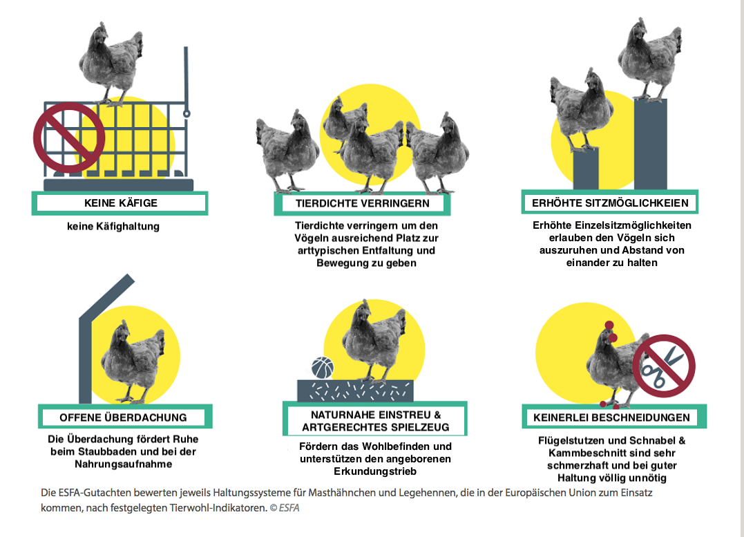 Neue ESFA-Studien zur Haltung von Legehennen und Masthähnchen