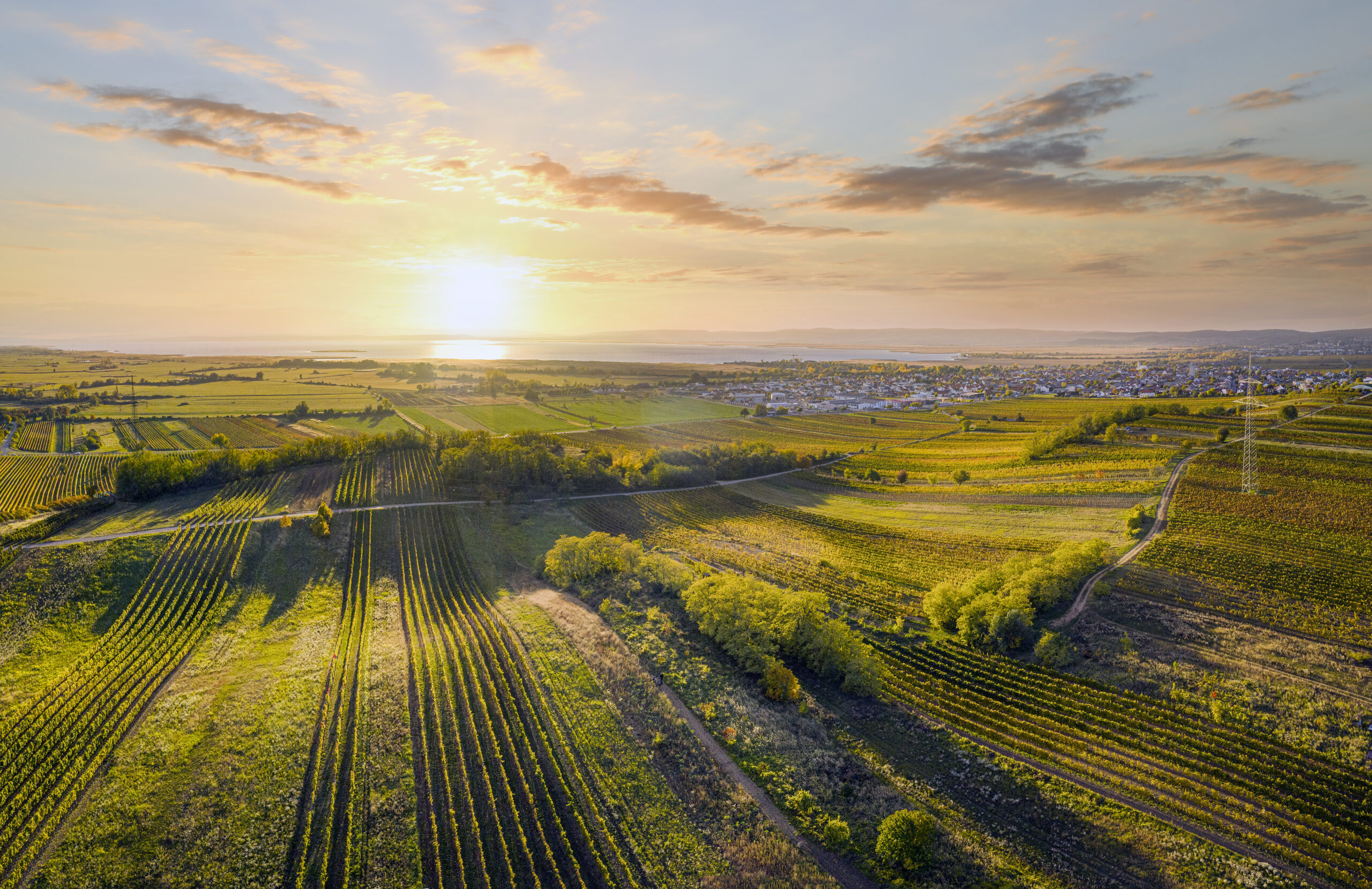 Jahrgang 2022: Freude über Weinqualität nach herausforderndem Jahr