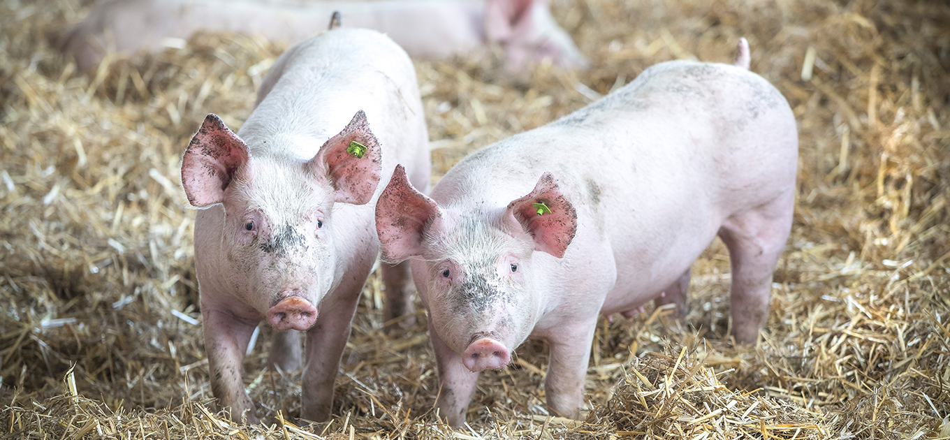 Am Puls der Zeit: Gastronomiepartner Transgourmet