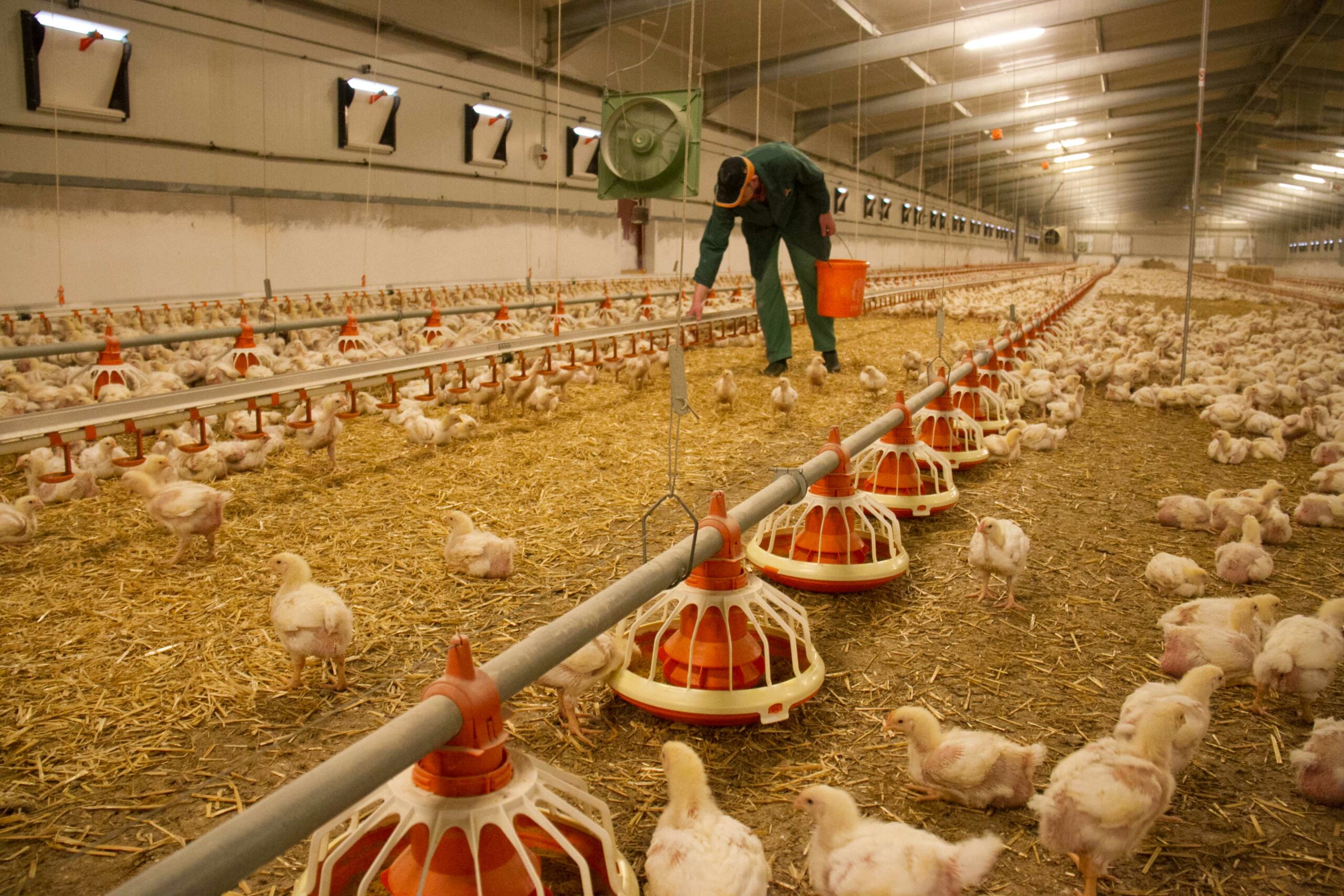 Tag des Geflügels: So steht es um die österreichischen Hühner