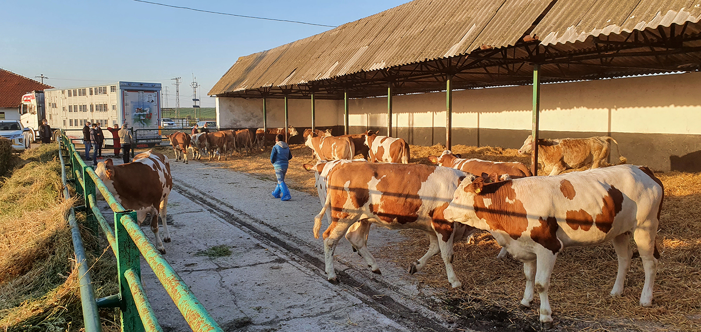 Zuchtrindervermarktung 2022: Exporte auf stabilem Niveau