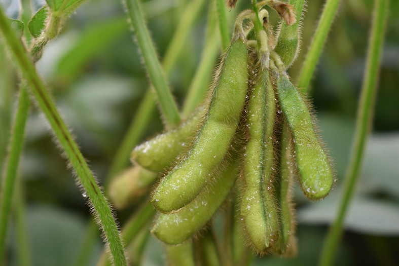 Donau Soja warnt vor Importverbot von Soja aus der Ukraine