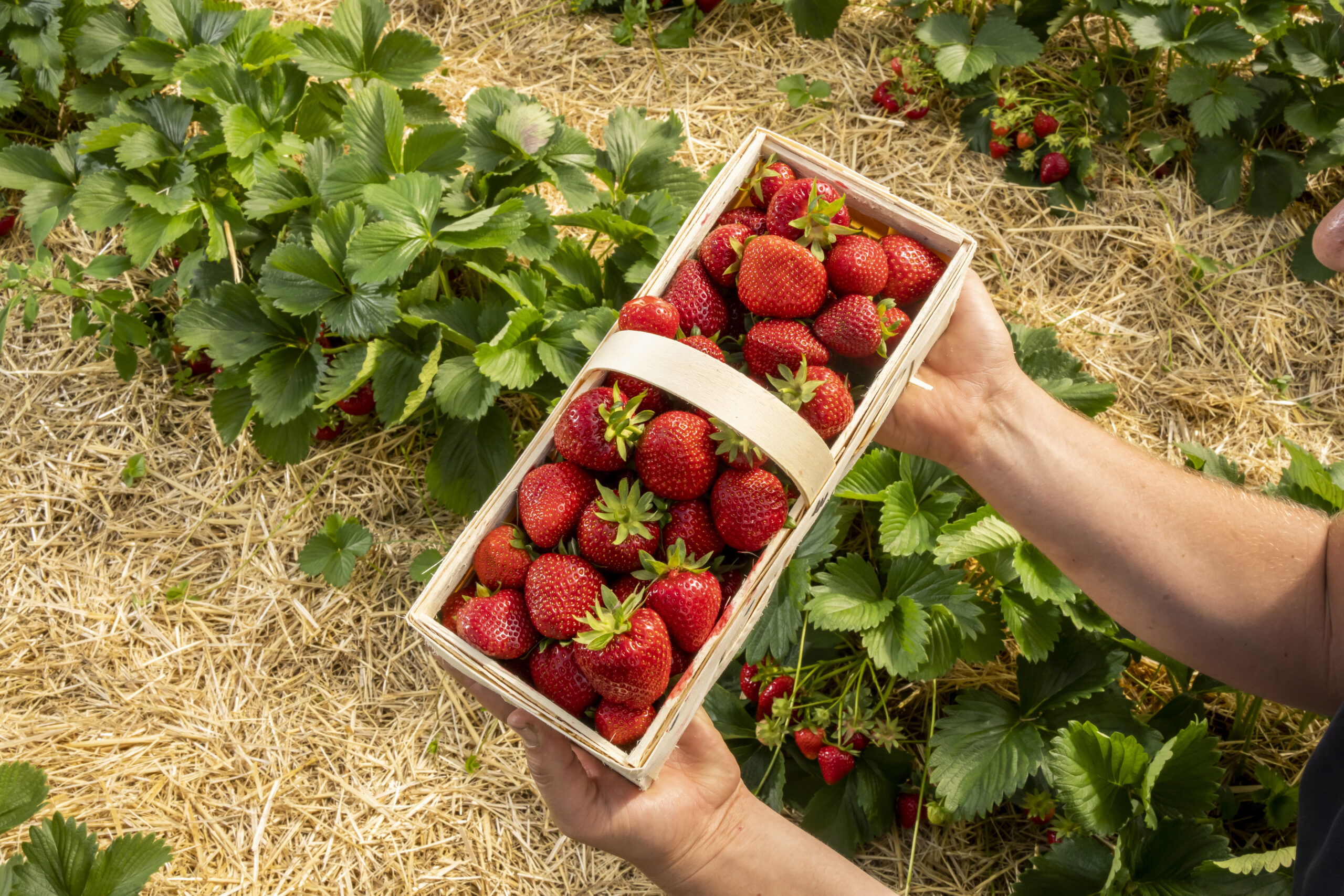 Mai bis Juli: Hochsaison für Erdbeeren aus Österreich