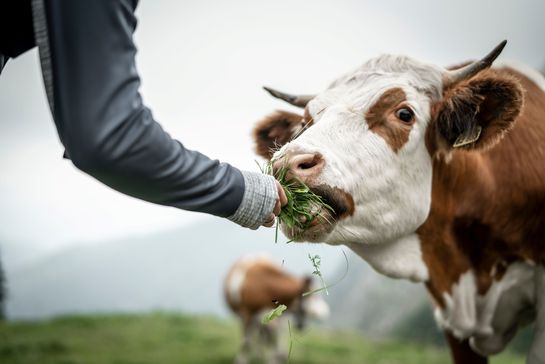 Die Rinderbauern sind Klimaschutzeuropameister
