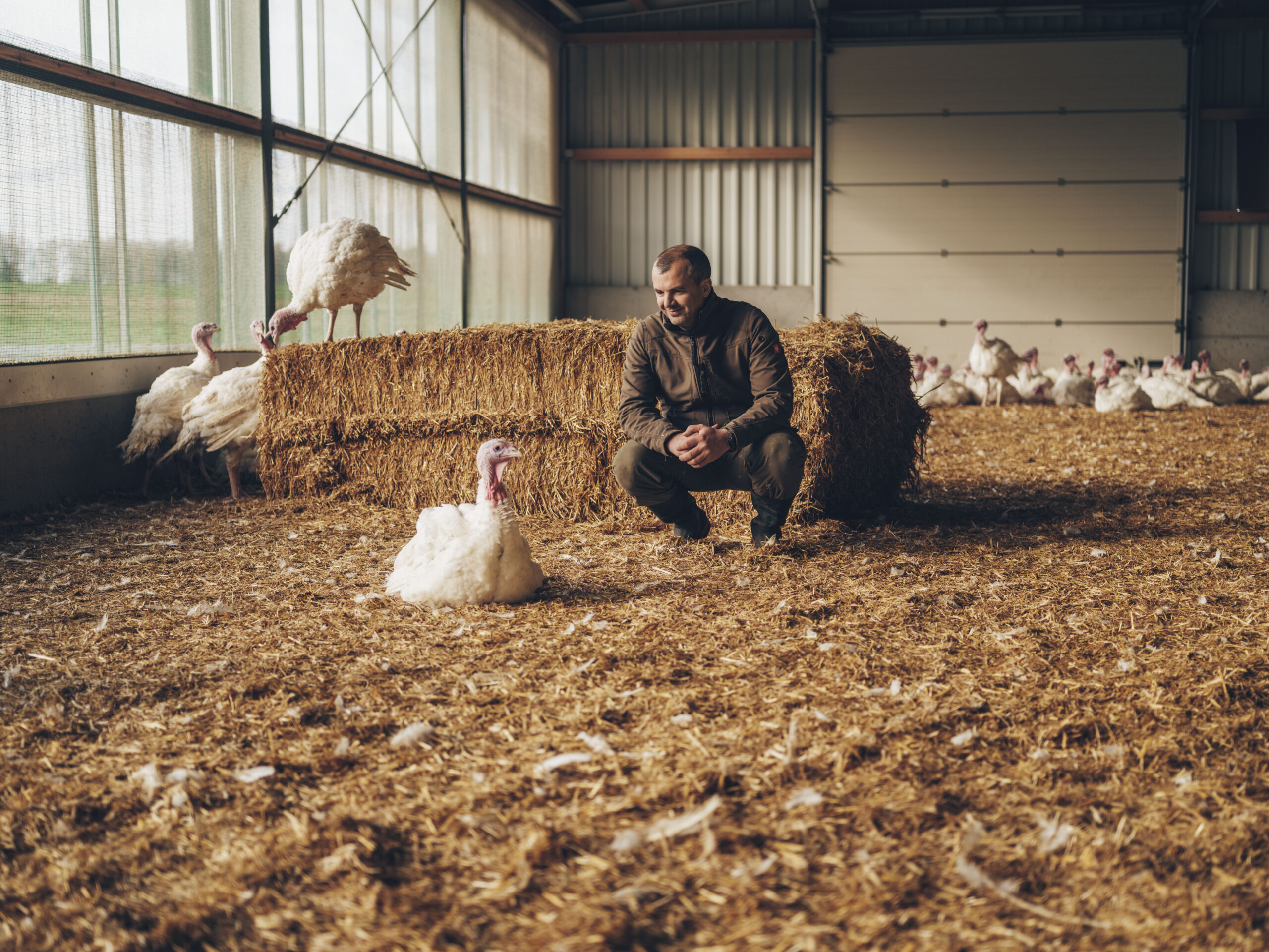Mehr Tierwohl: Österreichisches „Fair zum Tier“-Putenfleisch jetzt bei BILLA erhältlich
