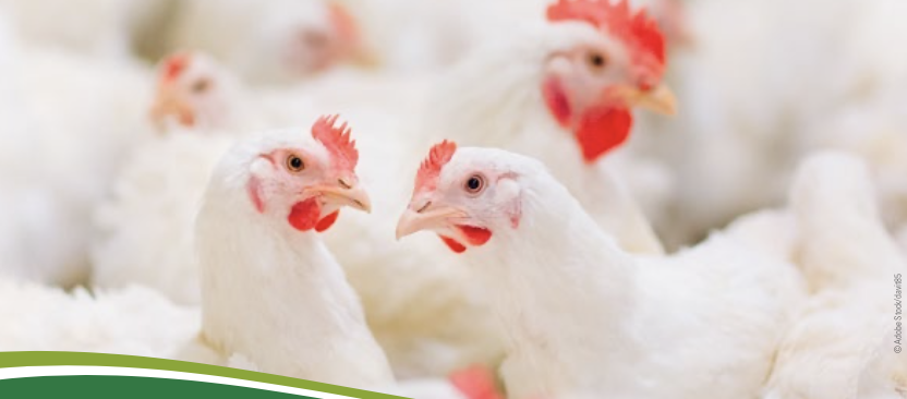 Umfangreicher Ratgeber zur Mastgeflügelhaltung veröffentlicht