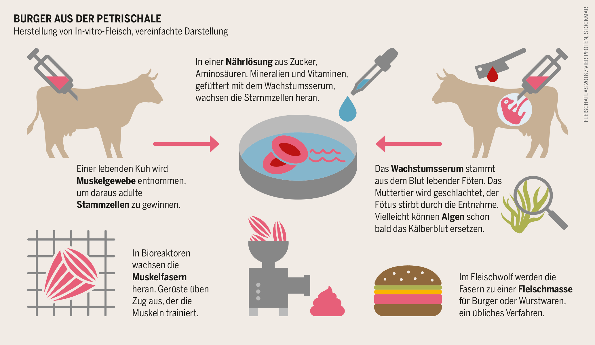 Für die künstliche Produktion von Fleisch muss dem Tier Muskelgewebe entnommen werden. Daraus werden Stammzellen gewonnen, die in einer Nährlösung heranwachsen.© Fleischatlas 2018 / Bartz/Stockmar, CC BY 4.0
